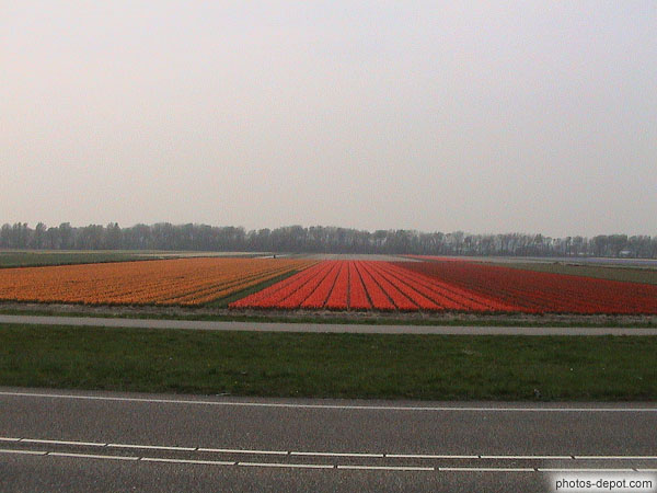 photo de champs de tulipes temps gris