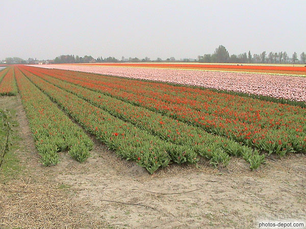 photo de champs de tulipe