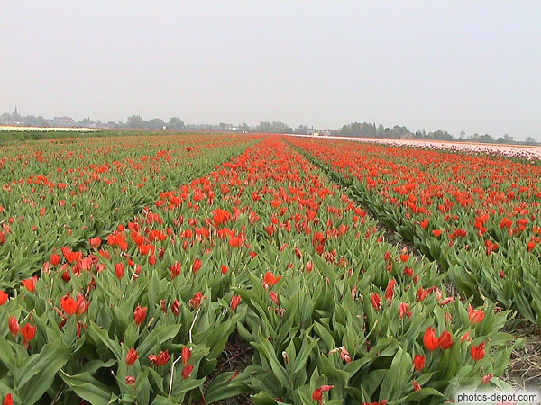 photo de tulipes rouges a perte de vue