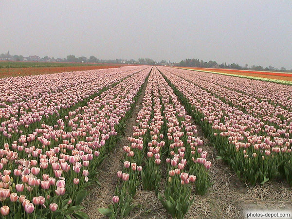 photo de tulipes roses à perte de vue