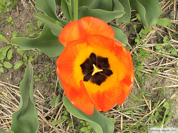 photo de gros plan tulipe