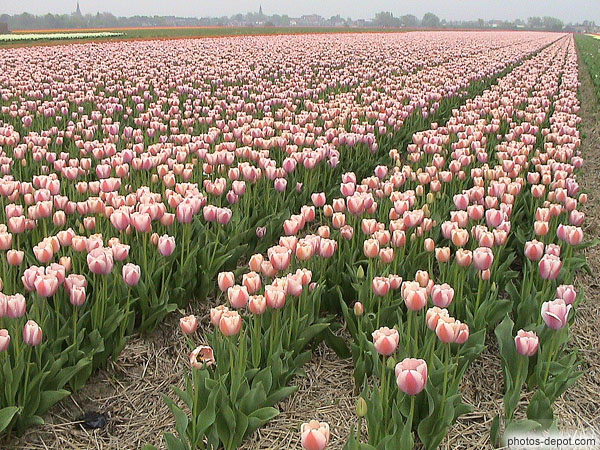 photo de rangée de tulipes roses
