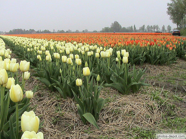 photo de rangées de tulipes