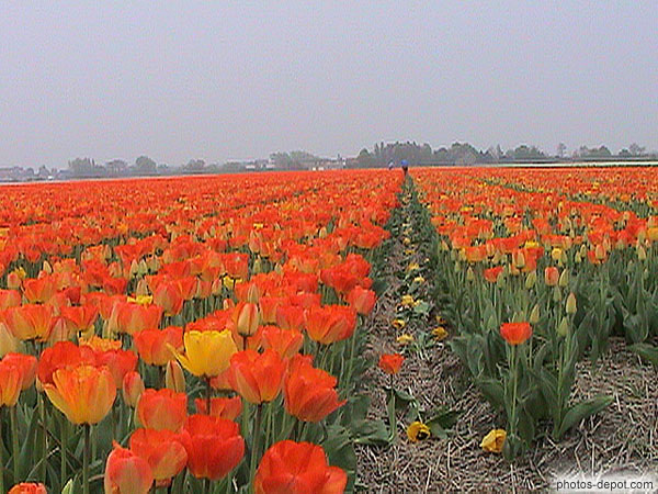 photo de sélection des pieds de tulipe