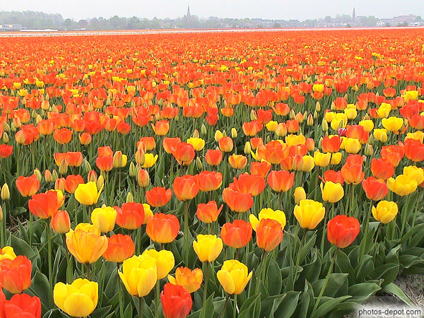 photo de tulipes a perte de vue