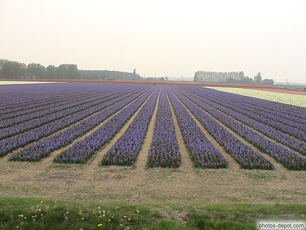 photo de rangées de fleurs bleues
