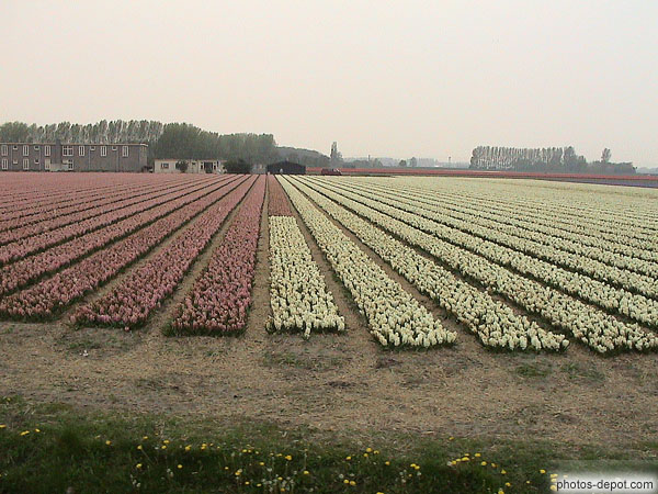 photo de rangées de fleurs blanches et roses