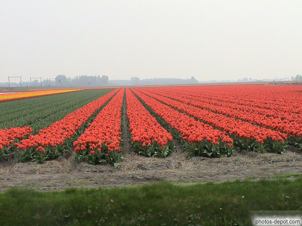 photo de rangées de tulipes rouges