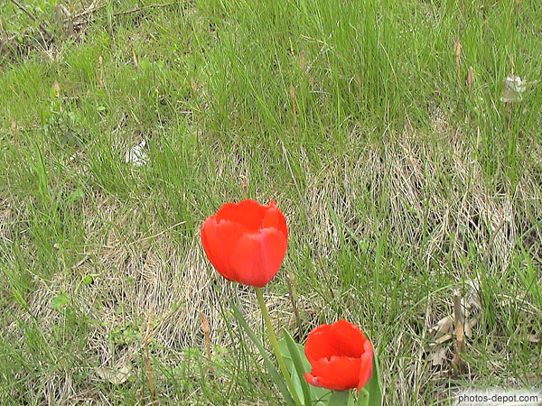 photo de 2 tulipes rouges