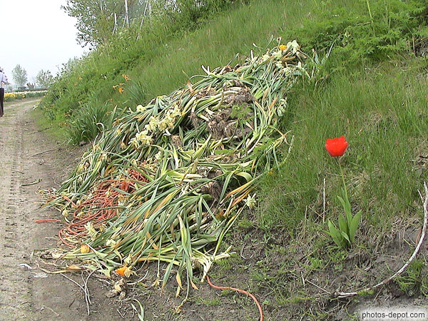 photo de tulipes arrachées