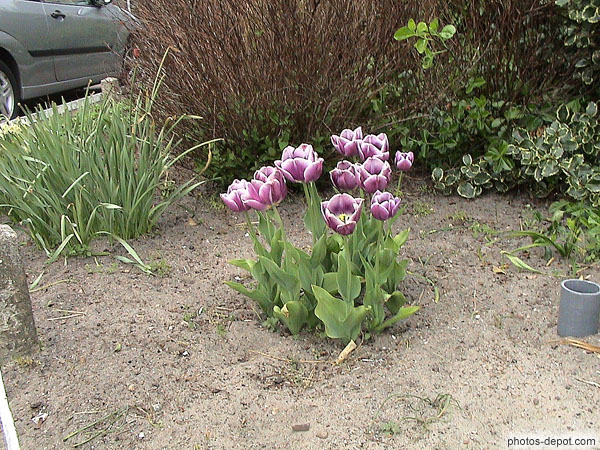 photo de plants de tulipes violettes