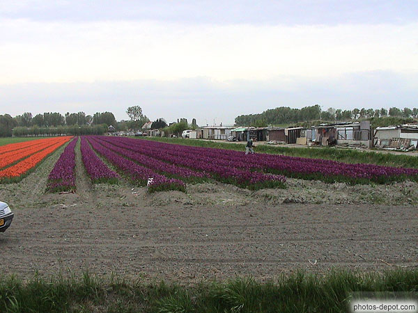 photo de champ de fleurs violettes
