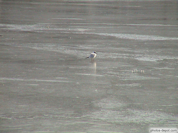 photo d'oiseau blanc sur lac gelé