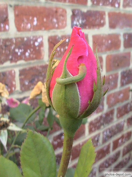 photo de chenille rose