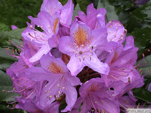 photo de rhododendron