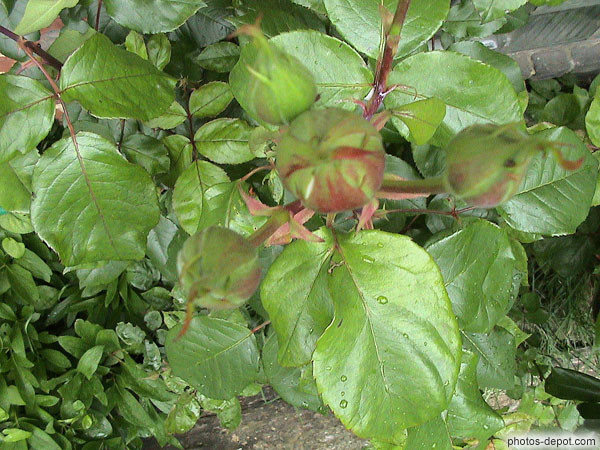 Bouton de rose fermé Belgique, Photo 2003