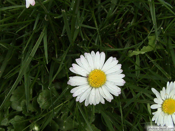Rosée marguerite Belgique, Photo 2003