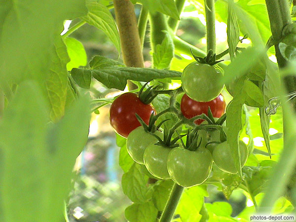 photo de tomates