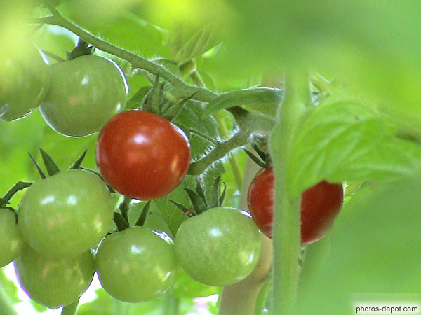 photo de tomates