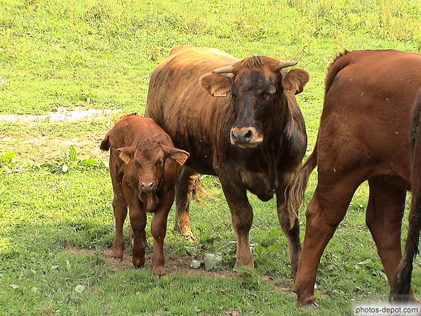 Vache veau Belgique, Photo 2003