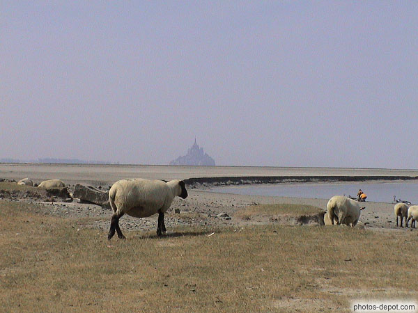 photo de moutons baie du mont St Michel vue de la Roche Torin