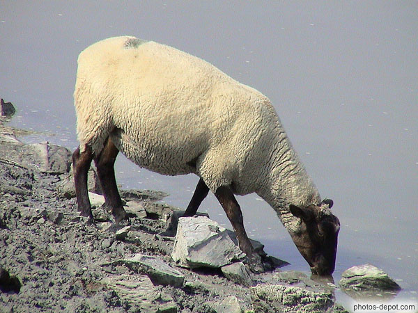 photo de mouton baie du mont St Michel vue de la Roche Torin