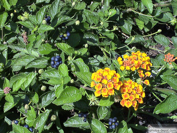 photo de lantana fleurs jaunes fruits noirs