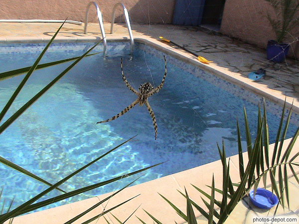 photo d'araignée devant la piscine