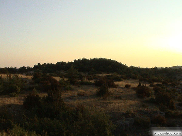 photo de végétation