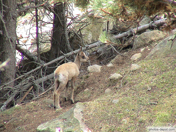 Chamois