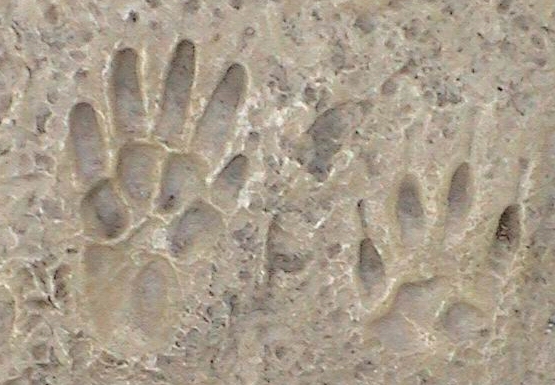 photo de traces de pas de marmotte