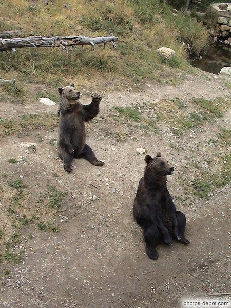 photo de 2 ours brun des pyrénées