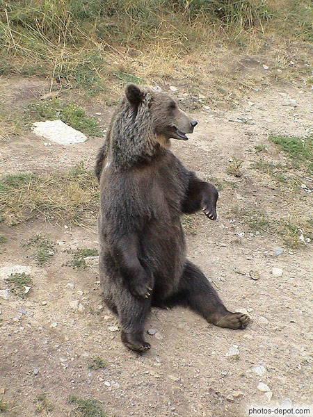 photo d'ours brun des pyrénées
