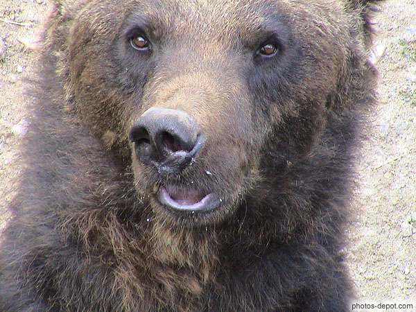 photo de tête d'ours brun des pyrénées