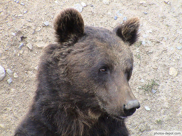Tête d'ours brun des pyrénées