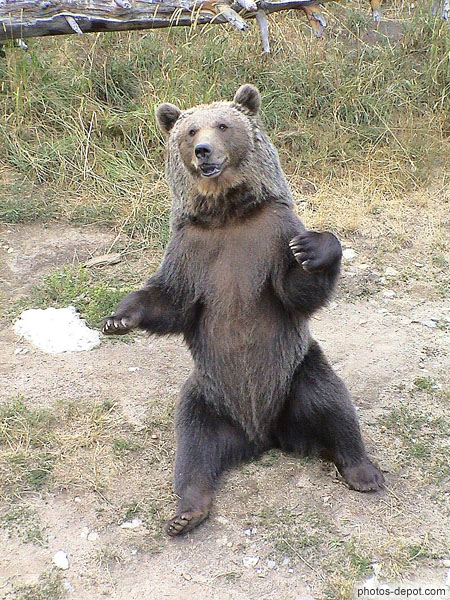 Ours brun des pyrénées