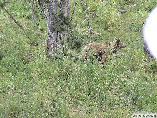 Ours brun des pyrénées