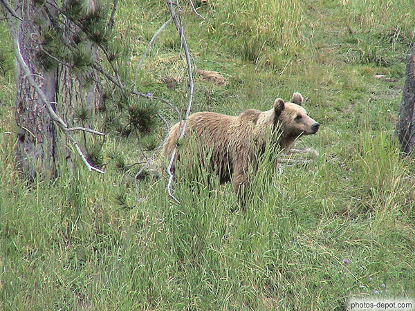 photo d'ours brun des pyrénées