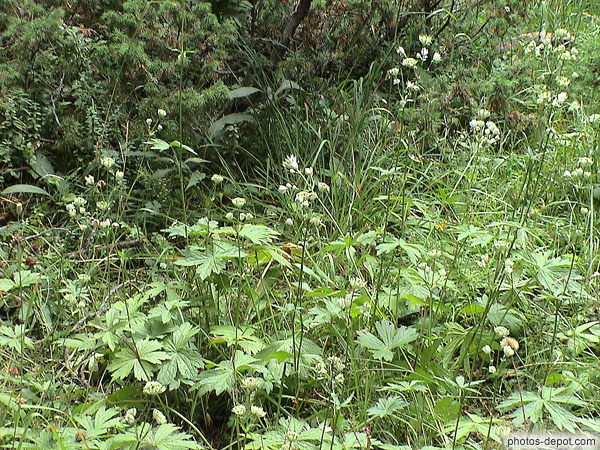 photo de grande astrance