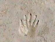 photo de traces de pas de taupe