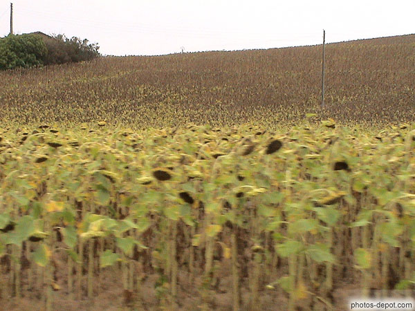 photo de champs de tournesol