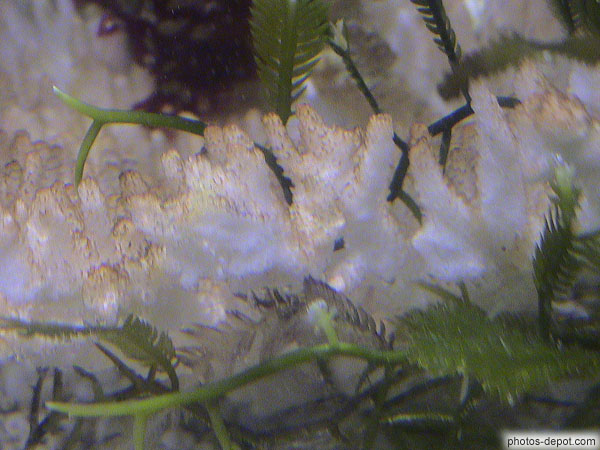photo de corail blanc
