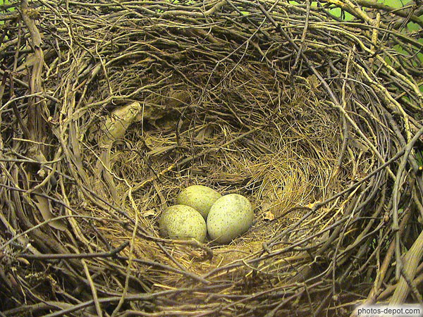 photo d'oeufs dans le nid