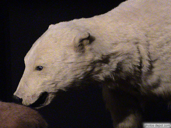 photo d'ours blanc empaillé