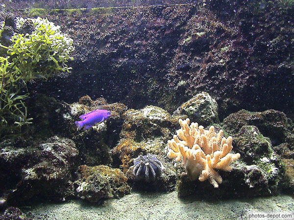 Poisson tropical bleu