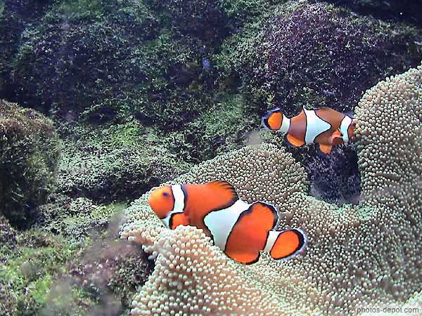 photo de poissons tropicaux orange