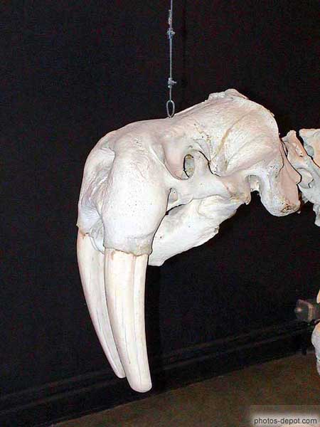 photo de squelette  de tête de morse