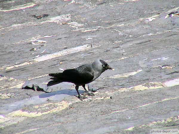 photo d'oiseau noir sur les pavés