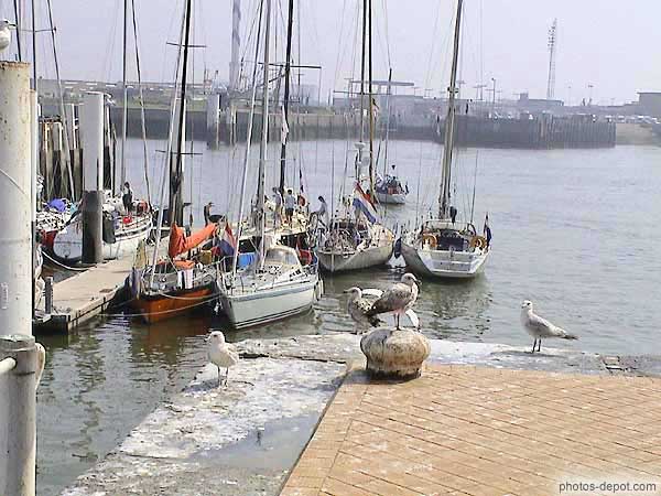 photo de mouettes sur le port