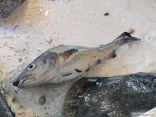 photo de poisson argenté